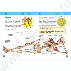 Энциклопедии для детского сада Тело человека | Фото 2