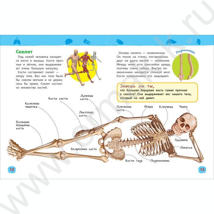 Энциклопедии для детского сада Тело человека | Фото 2