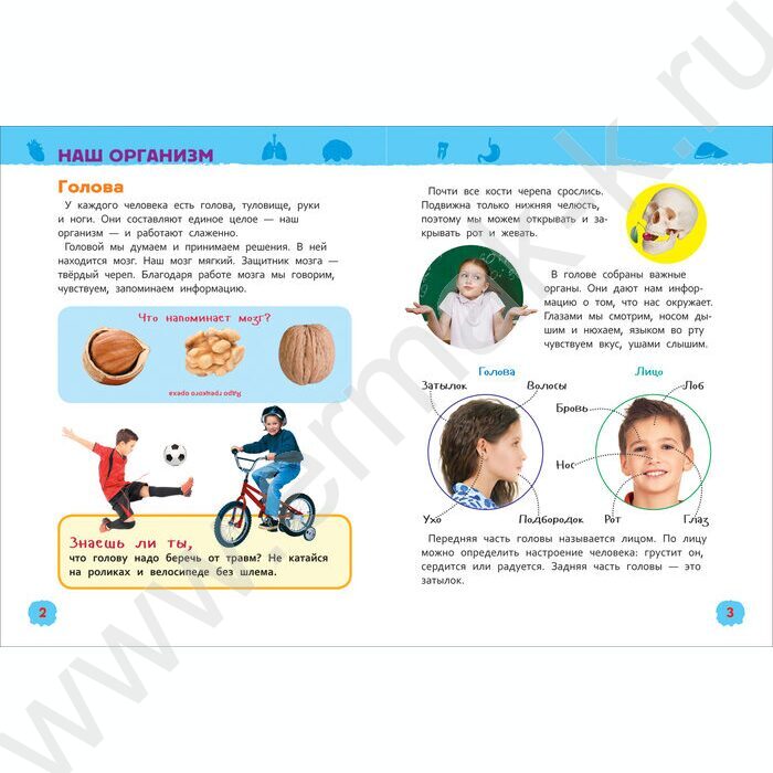 Энциклопедии для детского сада Тело человека | Фото 3
