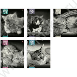 Тетрадь  48л А5+ клетка/спираль "Котята"Мур-мур" ассорти | Фото 1