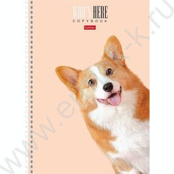 Тетрадь  96л А4 клетка спираль "Кто здесь?" /мат.лам/ 4вида | Фото 1