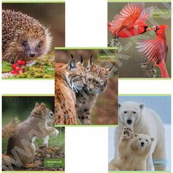 Тетрадь  48л клетка "Дикий мир" (блок эконом) | Фото 1