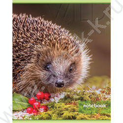 Тетрадь  48л клетка "Дикий мир" (блок эконом) | Фото 2
