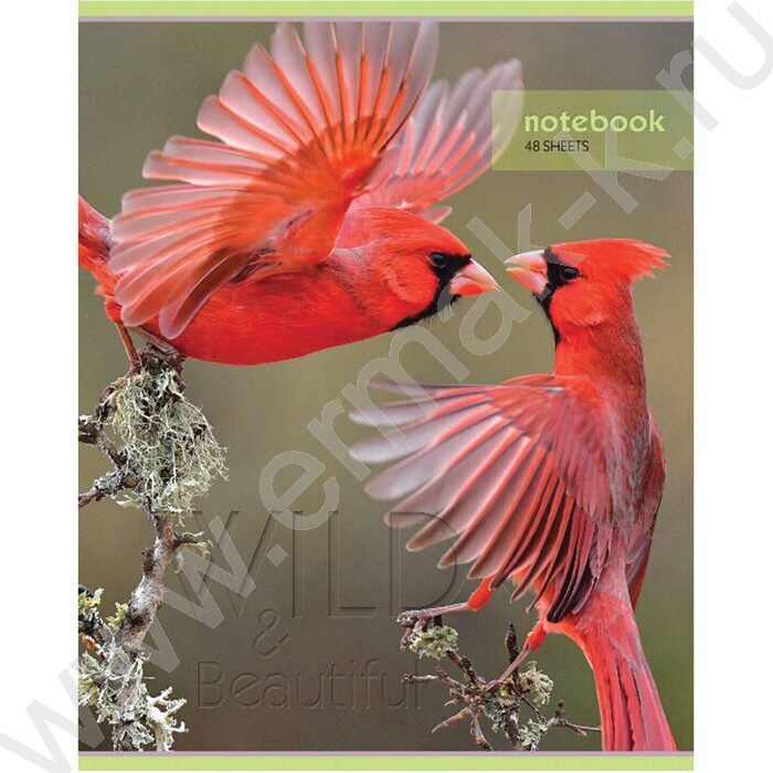 Тетрадь  48л клетка "Дикий мир" (блок эконом) | Фото 3