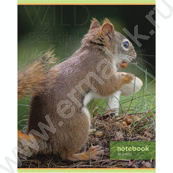 Тетрадь  48л клетка "Дикий мир" (блок эконом) | Фото 5