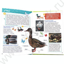 Энциклопедия для маленьких почемучек.Животные фермы | Фото 3