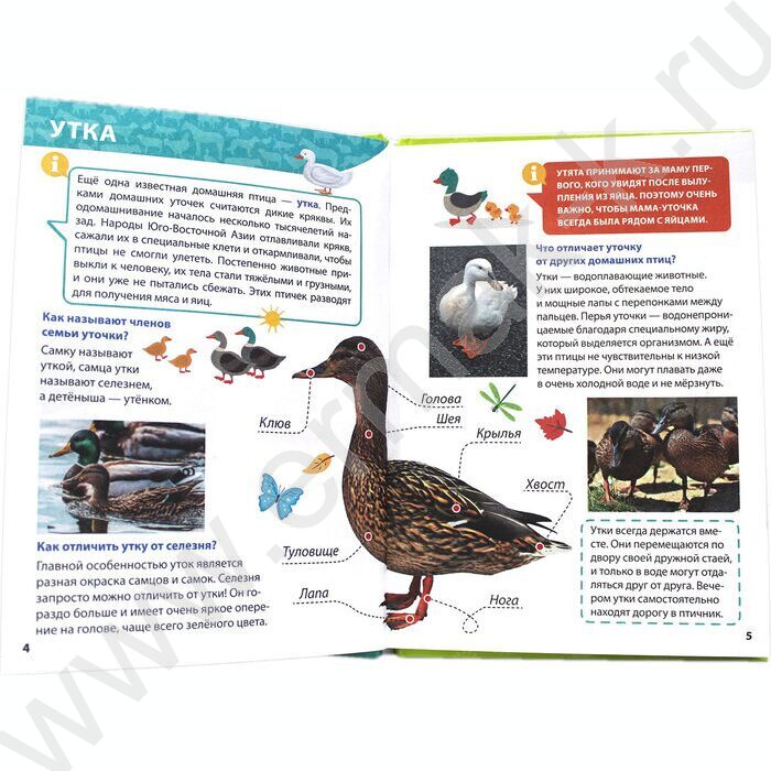 Энциклопедия для маленьких почемучек.Животные фермы | Фото 3