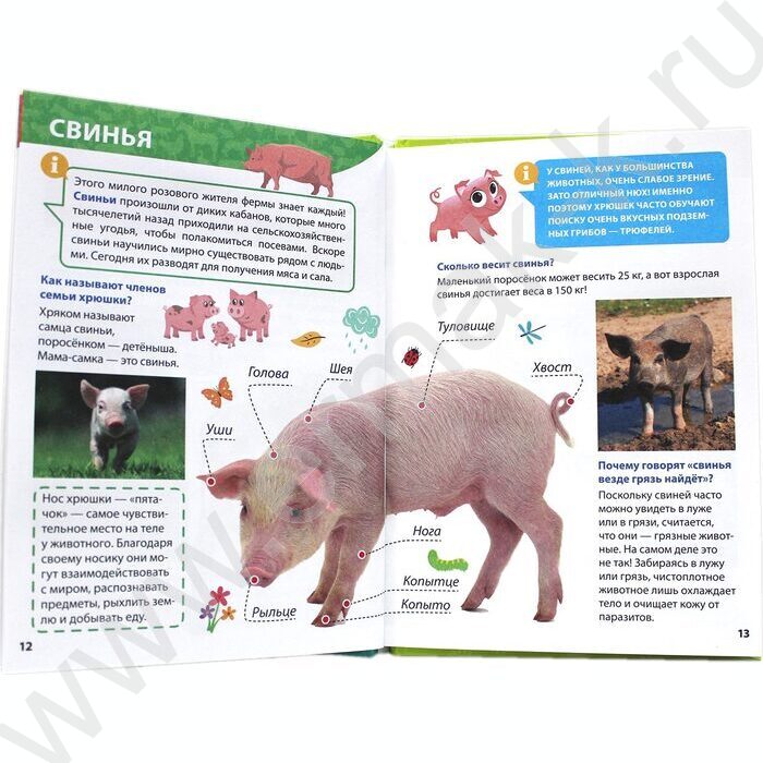 Энциклопедия для маленьких почемучек.Животные фермы | Фото 4