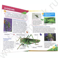 Энциклопедия для маленьких почемучек.Насекомые | Фото 2