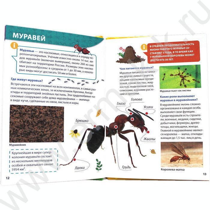 Энциклопедия для маленьких почемучек.Насекомые | Фото 3