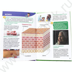 Энциклопедия для маленьких почемучек.Тело человека | Фото 3