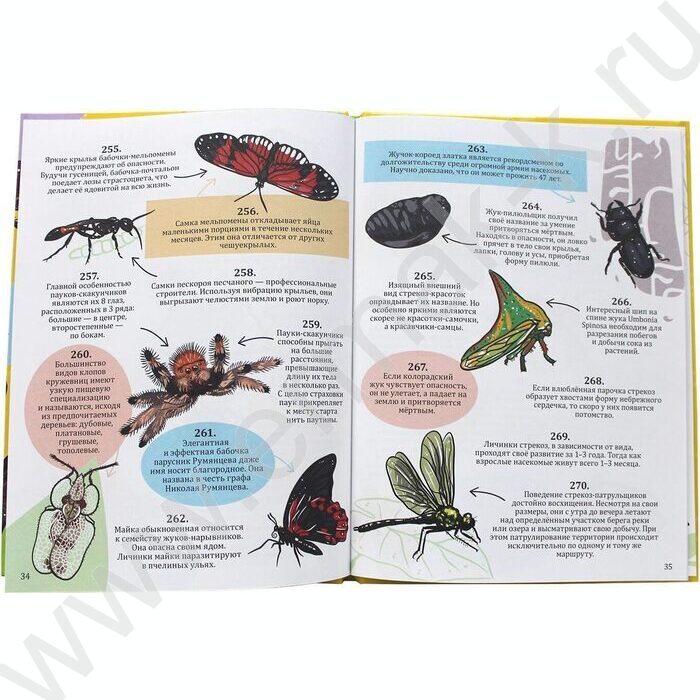 Энциклопедия на каждый день.365 Фактов о насекомых и пауках | Фото 4