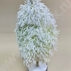 Ель белая  33см. NEW | Фото 2