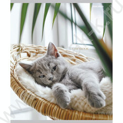 Тетрадь  48л клетка/спираль "Уютные котики" ассорти | Фото 2