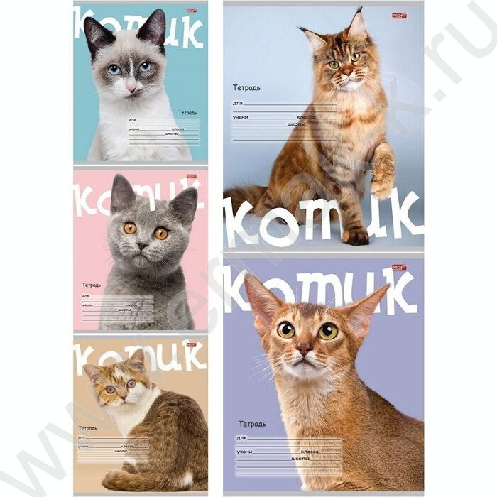 Тетрадь  24л клетка "Котик на цветном фоне" 5видов | Фото 1