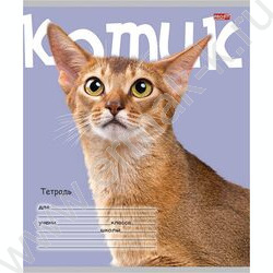 Тетрадь  24л клетка "Котик на цветном фоне" 5видов | Фото 2