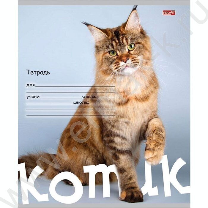 Тетрадь  24л клетка "Котик на цветном фоне" 5видов | Фото 3
