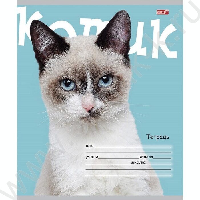 Тетрадь  24л клетка "Котик на цветном фоне" 5видов | Фото 4