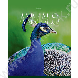 Тетрадь  96л клетка "Животные" глянцевая ламинация/ ассорти | Фото 3