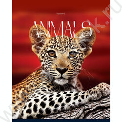 Тетрадь  96л клетка "Животные" глянцевая ламинация/ ассорти | Фото 5