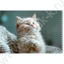 Альбом д/рисования-спираль 48л "Маленький забавный кот" | Фото 3