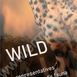 Тетрадь 160л клетка/кольца "Леопард-1" | Фото 5