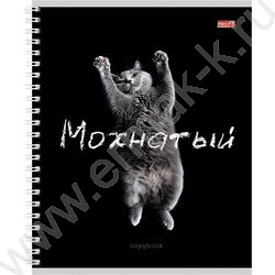 Тетрадь  48л клетка/спираль "Забавные коты-2" ассорти | Фото 3