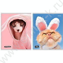 Тетрадь  48л клетка/спираль "Котики с ушками" ассорти | Фото 1