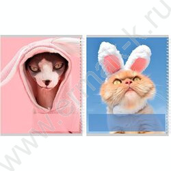 Тетрадь  48л клетка/спираль "Котики с ушками" ассорти | Фото 3