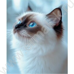 Тетрадь  80л клетка/кольца "Голубоглазая кошка" /глянец/лён | Фото 5