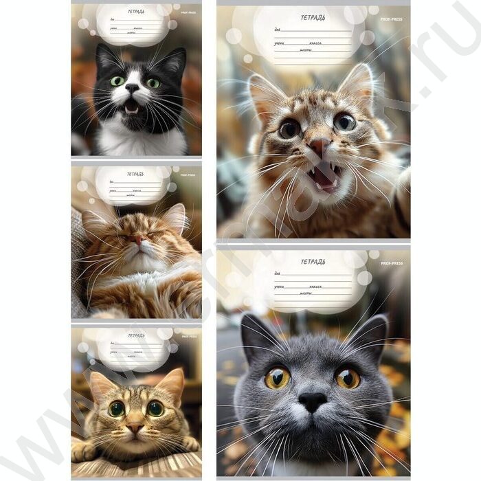 Тетрадь  12л линейка "Мордочки котиков" 5видов | Фото 1