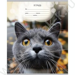 Тетрадь  12л линейка "Мордочки котиков" 5видов | Фото 6