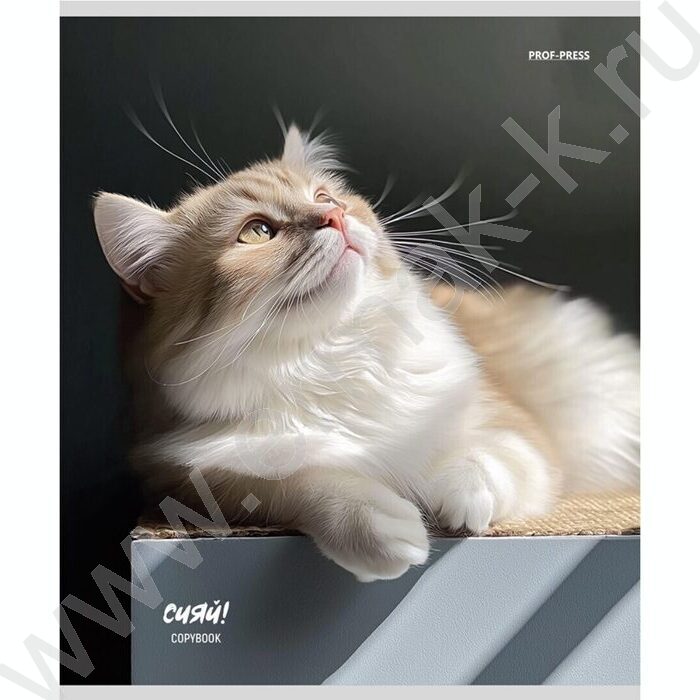 Тетрадь  48л клетка "Котики на солнце" /лен/ ассорти | Фото 2