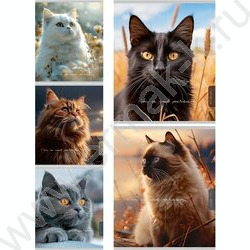 Тетрадь  96л клетка "Прекрасные коты" /софт-тач/ ассорти | Фото 1