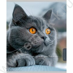 Тетрадь  96л клетка "Прекрасные коты" /софт-тач/ ассорти | Фото 6