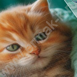 Скетчбук  40л 220*220 отрыв.склейка/тв.подложка "Котик в пледике" без линовки 100г/кв.м | Фото 2