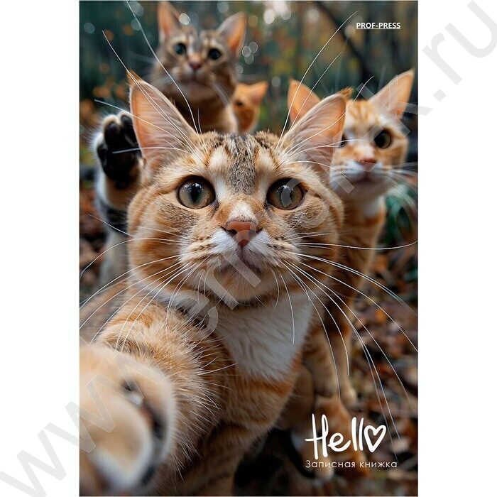 Зап. книжка 160л А5 тв.обл. "Фотография котиков" /глянец/ | Фото 1