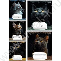 Тетрадь  12л линейка "Портретные фото котов-2" 5видов | Фото 1