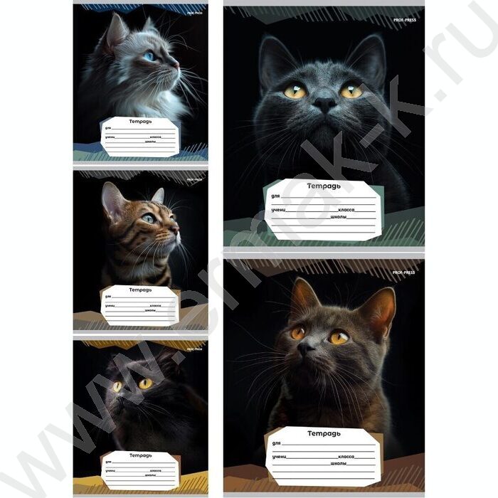Тетрадь  12л линейка "Портретные фото котов-2" 5видов | Фото 1