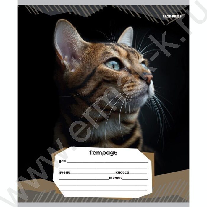 Тетрадь  12л линейка "Портретные фото котов-2" 5видов | Фото 3