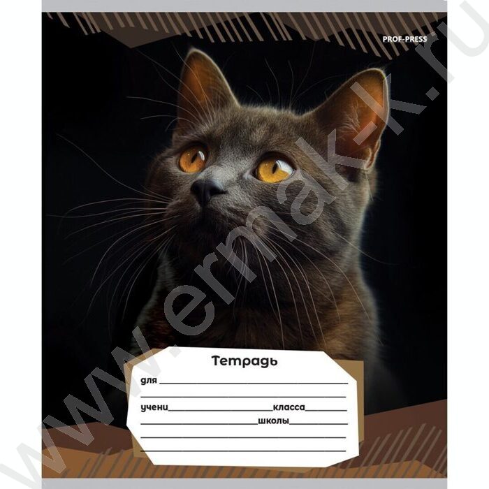 Тетрадь  12л линейка "Портретные фото котов-2" 5видов | Фото 6