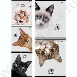 Тетрадь  48л клетка "Кошачьи мордочки-2" ассорти | Фото 1
