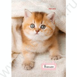 Блокнот  24л А6 "Милые котята-1" ассорти NEW | Фото 3