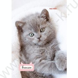 Блокнот  24л А6 "Милые котята-1" ассорти NEW | Фото 5