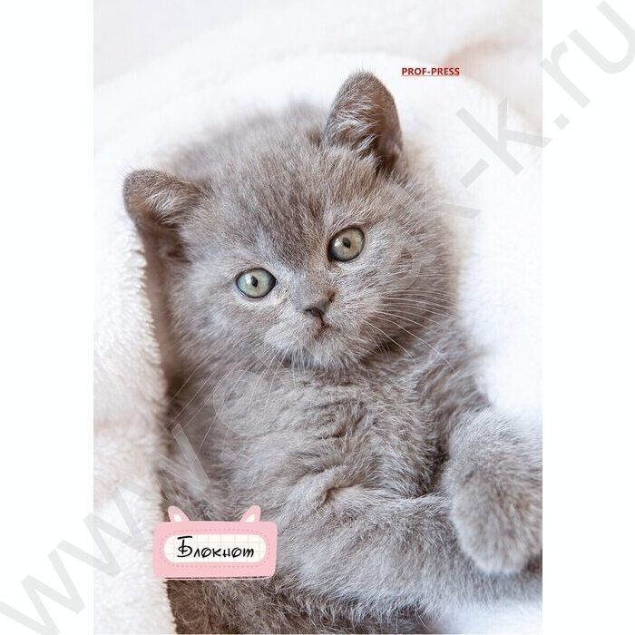Блокнот  24л А6 "Милые котята-1" ассорти | Фото 5