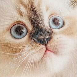 Альбом д/рисования 24л "Пара милых котят-1" ассорти NEW | Фото 7