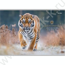 Альбом д/рисования 40л "Большие дикие кошки" /лен/ ассорти NEW | Фото 2