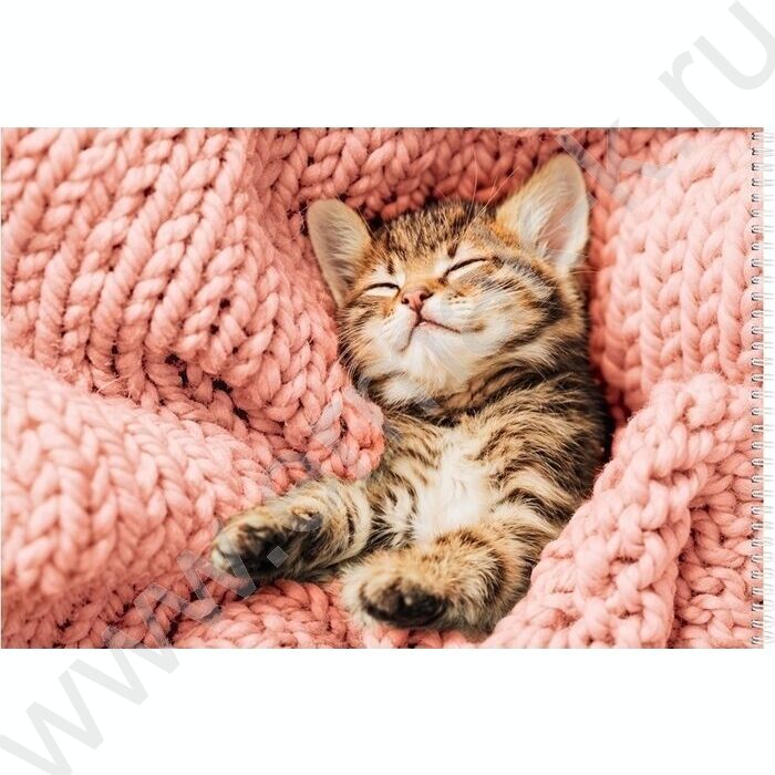 Альбом д/рисования-спираль 40л "Спящие котята" ассорти | Фото 6