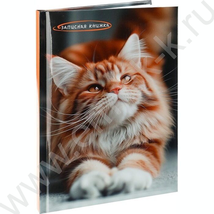 Зап. книжка  80л А5 тв.обл. "Фото котика" /глянец/ | Фото 1