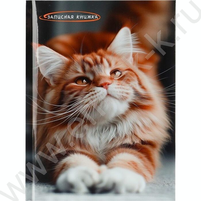 Зап. книжка  80л А5 тв.обл. "Фото котика" /глянец/ | Фото 2